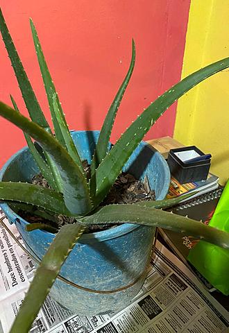 Segunda Semana cuidando la planta de sábila