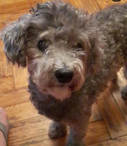 Se me murio mi perrita