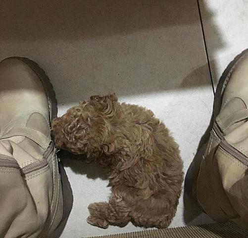 Me regalaron una perrita