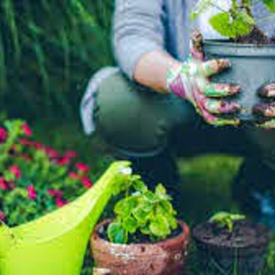 Timeline: Planting Flower Timeline