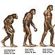 Evolucion humana