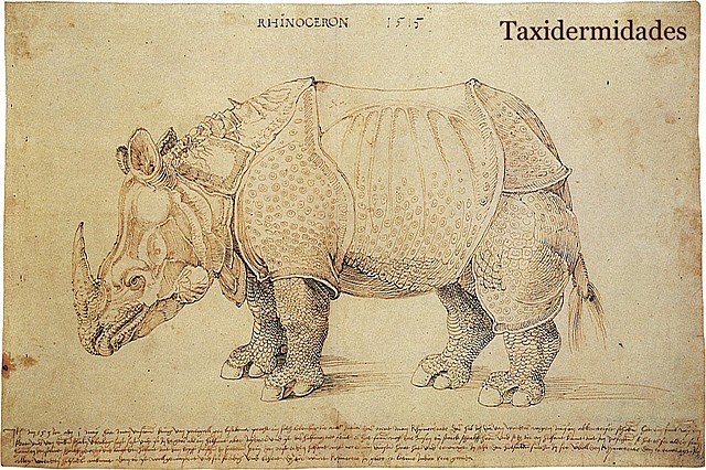 Rinoceronte de Durero
