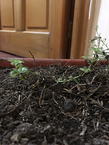 Bitácora de planta - Pampoleo