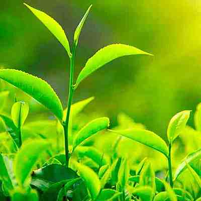 Timeline: ciclo de vida