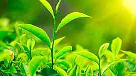 Timeline: ciclo de vida