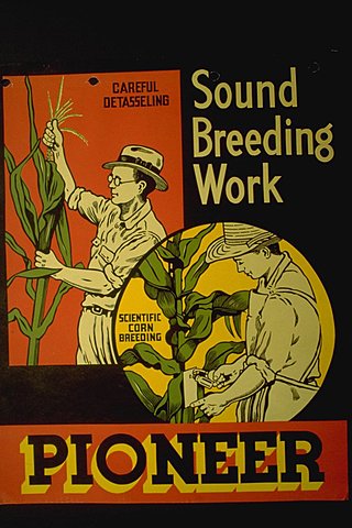 Wallace begins experimenting