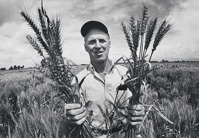 Wallace, Mexico, and Borlaug