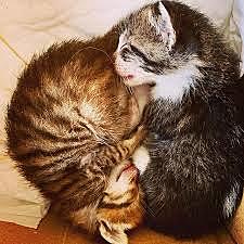 La gata té cadellets (Nani)