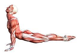 Flexibilidad muscular.
