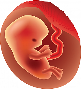 First Trimester: Month Two