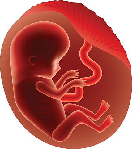 First Trimester: Month Three