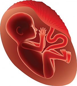 Second Trimester: Month 5