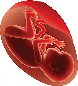 Second Trimester: Month 6