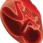 Second Trimester: Month 7