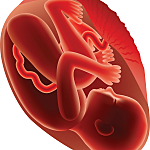 Third Trimester: Month 8