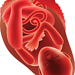 Third Trimester: Month 9