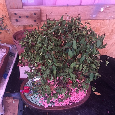 Timeline: Evolución, segunda semana