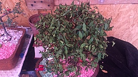 Timeline: Evolución, segunda semana