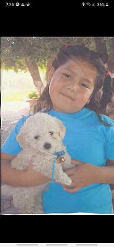 Llegada de mi primer mascota