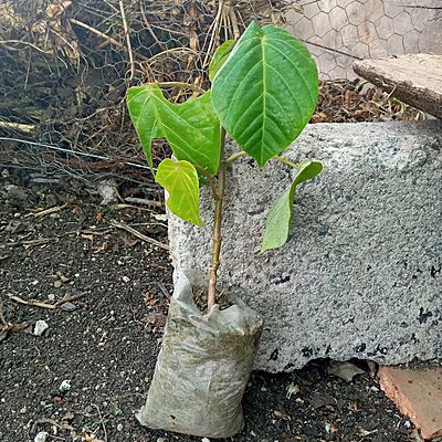 Timeline: EVOLUCION DE MI PLANTA