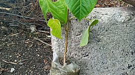 Timeline: EVOLUCION DE MI PLANTA