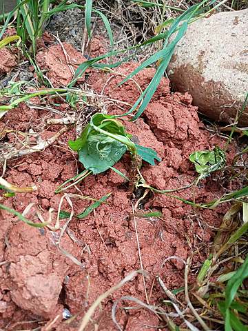 SEGUNDA SEMANA DE MI PLANTA