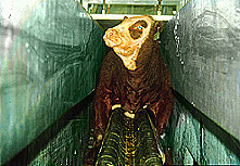 V Conveyor Restrainer