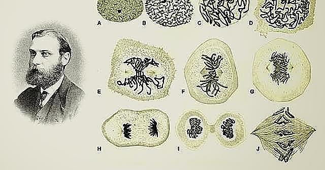 Walther Flemming y Robert Feulgen