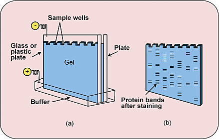 Arne Wilhelm Kaurin Tiselius