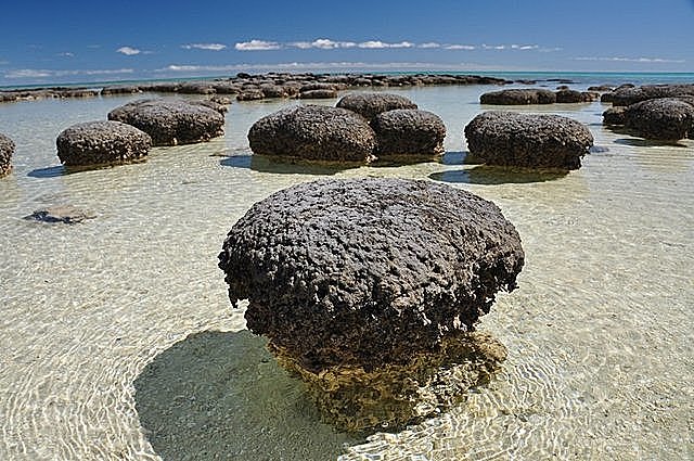 Stromatoliitide areng