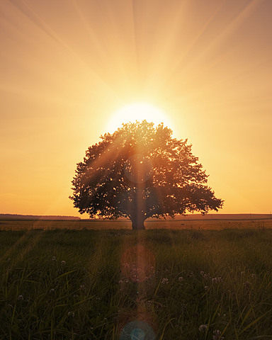 Primi tentativi di una Teoria della Luce
