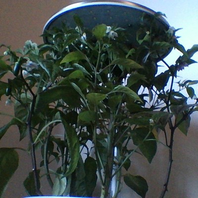 Timeline: growing peppers