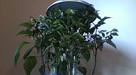 Timeline: growing peppers