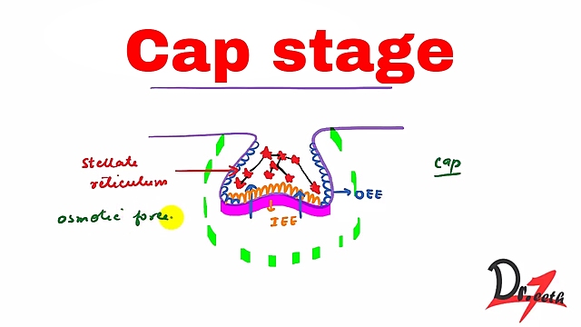 Week 10 "Cap Stage"