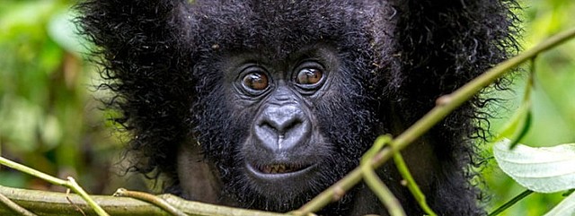 The Creation of the Ellen DeGeneres Karisoke Research Centre,Rwanda: The Purpose of this centre is to carry on the valuable legacy of Dian Fossey