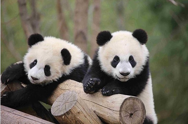 The Building of the Qinling Panda Research Centre, Zhouzhi County,China:The Purpose of this centre is to promote the ongoing survival of The Qinling Panda