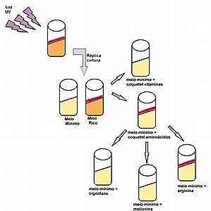 GW Beadle y EL Tatum