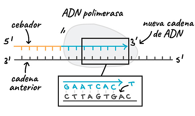 A. Kornberg y S. Ochoa