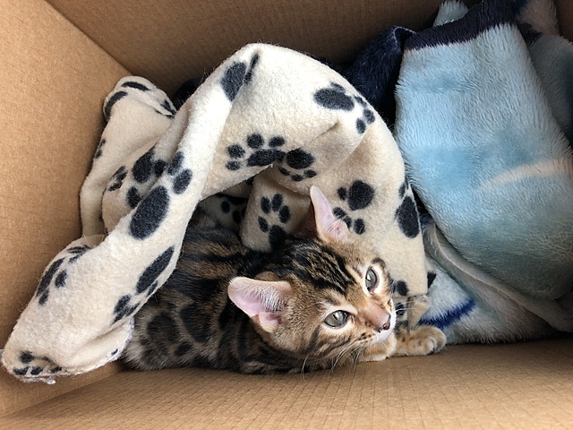 La naissance de mon chat