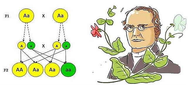 Leyes de la Herencia (Mendel)