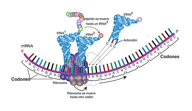 Teoría de la restricción del Codón 24 o Factor de Senescencia