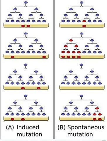 A Luria, Delbrück y Alfred Day Hershey