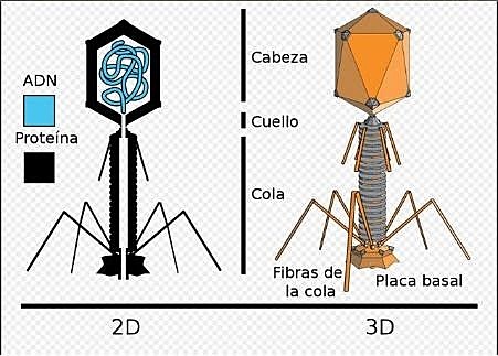 Alfred Hershey y Martha Chase