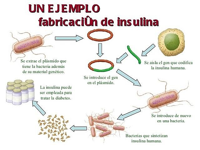 Clonacion de la Insulina