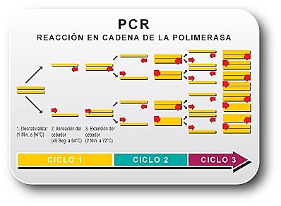Desarrollo de la técnica de PCR (Mullis)