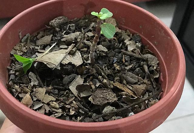 PORTULACARIA AFRA "TERCERA SEMANA"