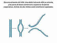 Doty, Marmur y otros