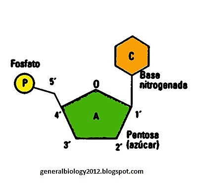 Phoebus Aaron Levene: descubrimiento del nucleótido