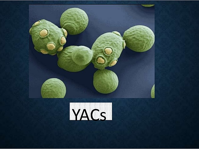 Burke, Carle y Olsen