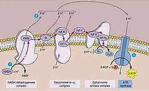 Bishop y Varmus; Chen y Altman
